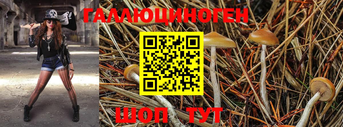 Галлюциногенные грибы Psilocybe Домодедово